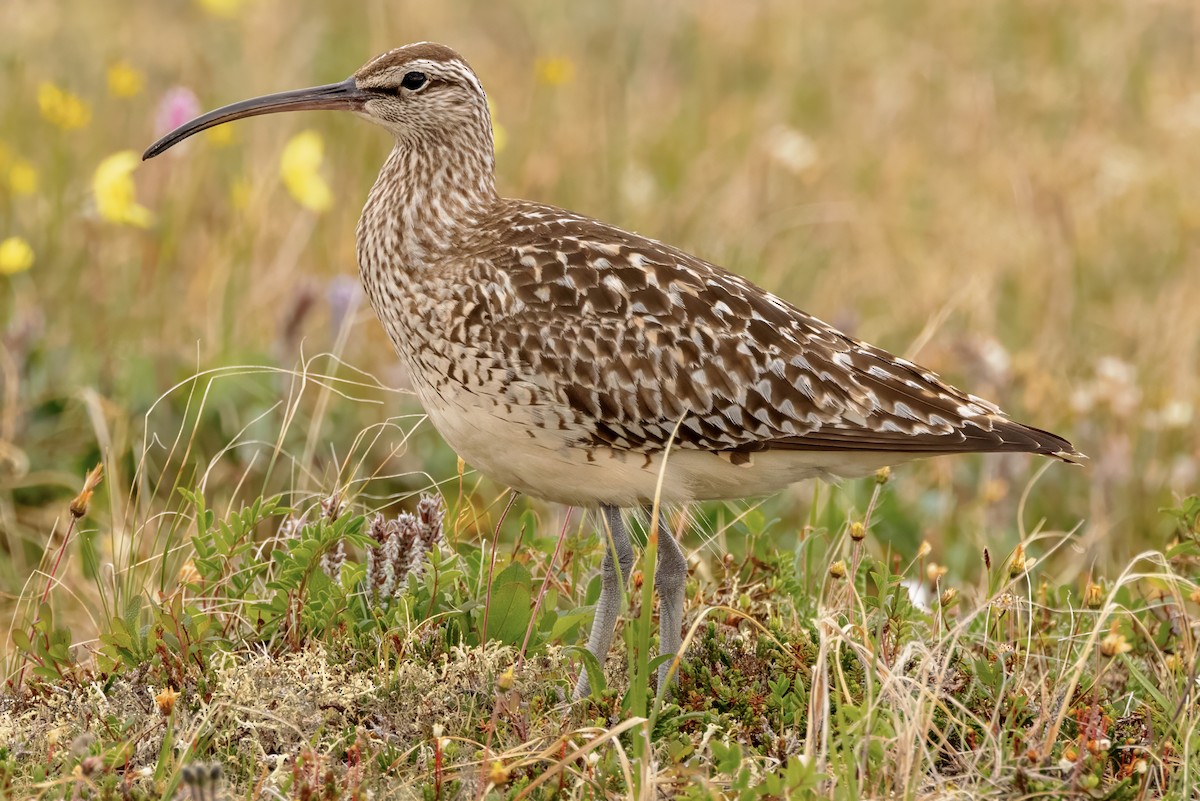 Bristle-thighed Curlew - ML620940538