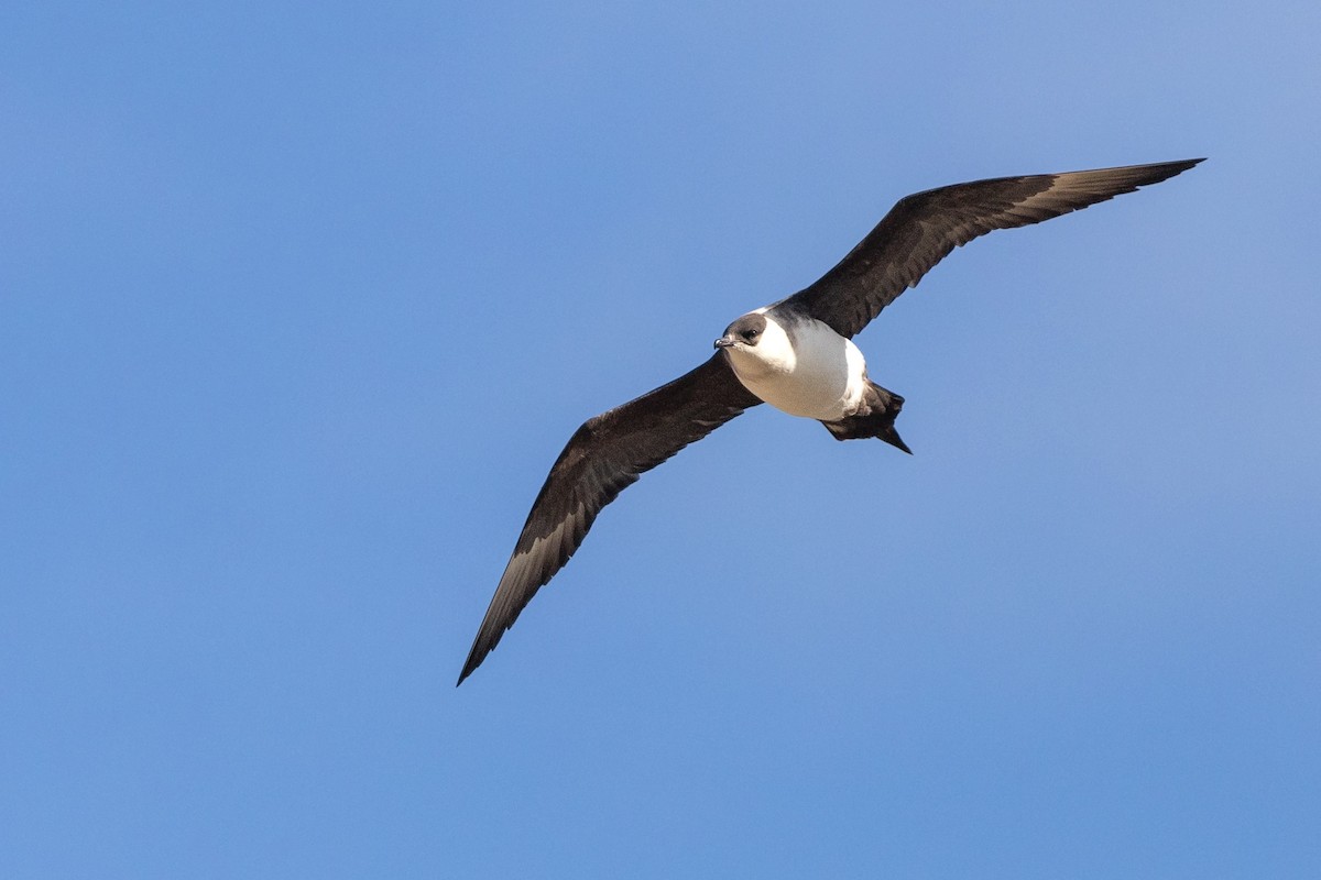 Parasitic Jaeger - ML620940544