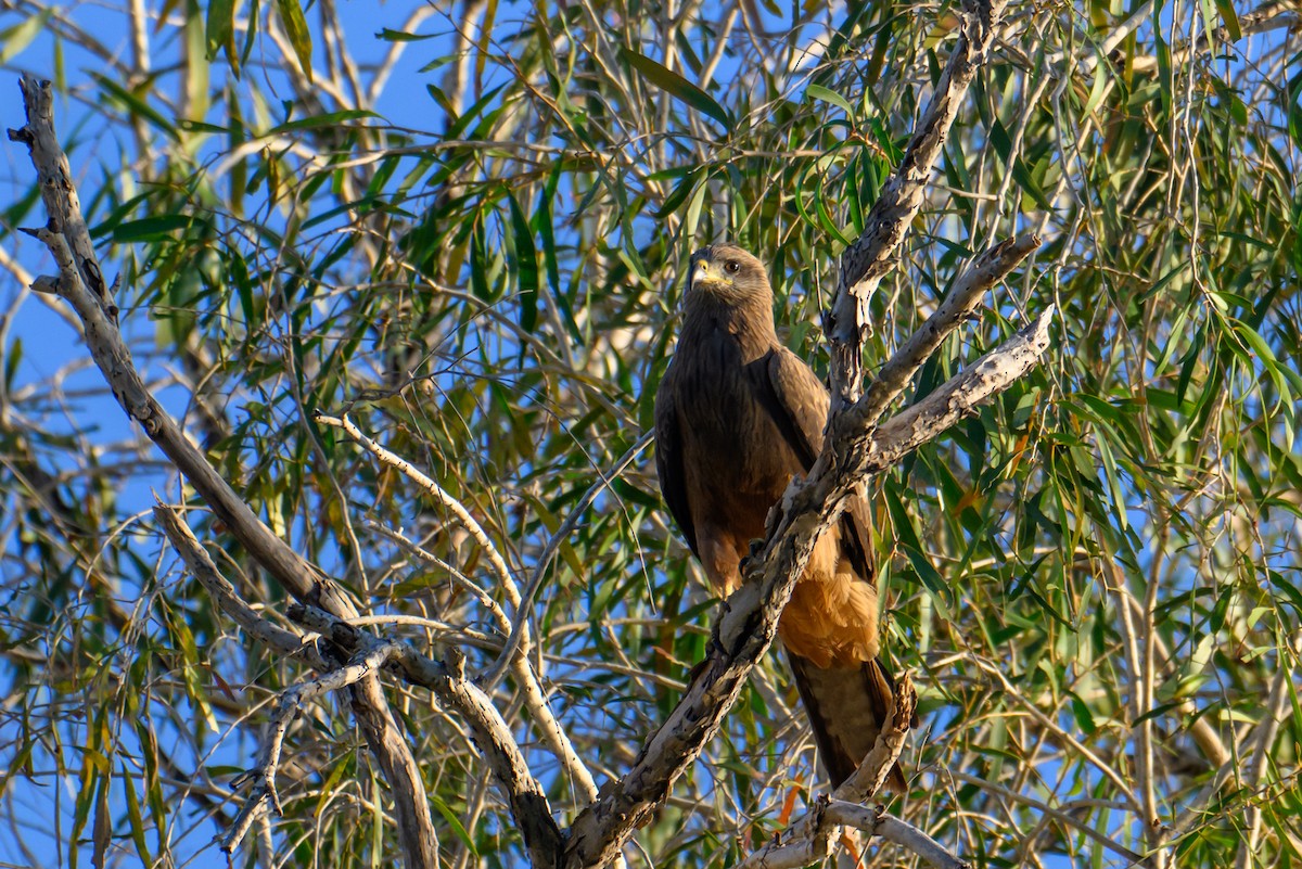 Black Kite - ML620940567