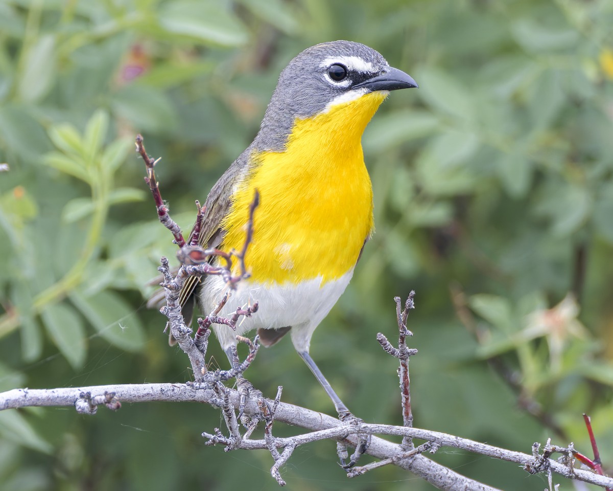 Yellow-breasted Chat - ML620940571