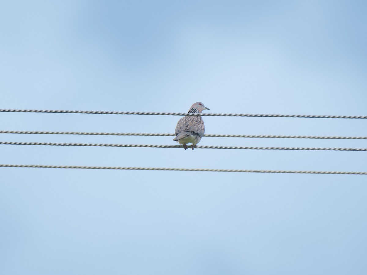 Spotted Dove - ML620940573