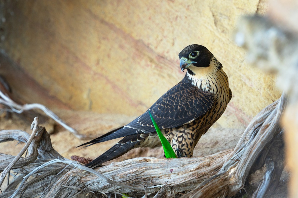 Halcón Peregrino (macropus/submelanogenys) - ML620940576