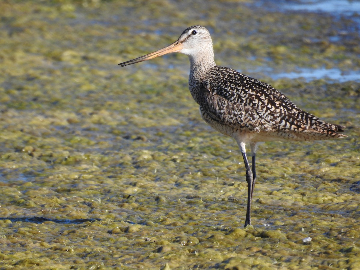 Marbled Godwit - ML620940601