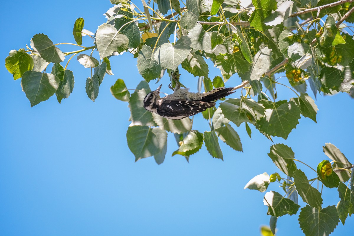 Hairy Woodpecker - ML620940641