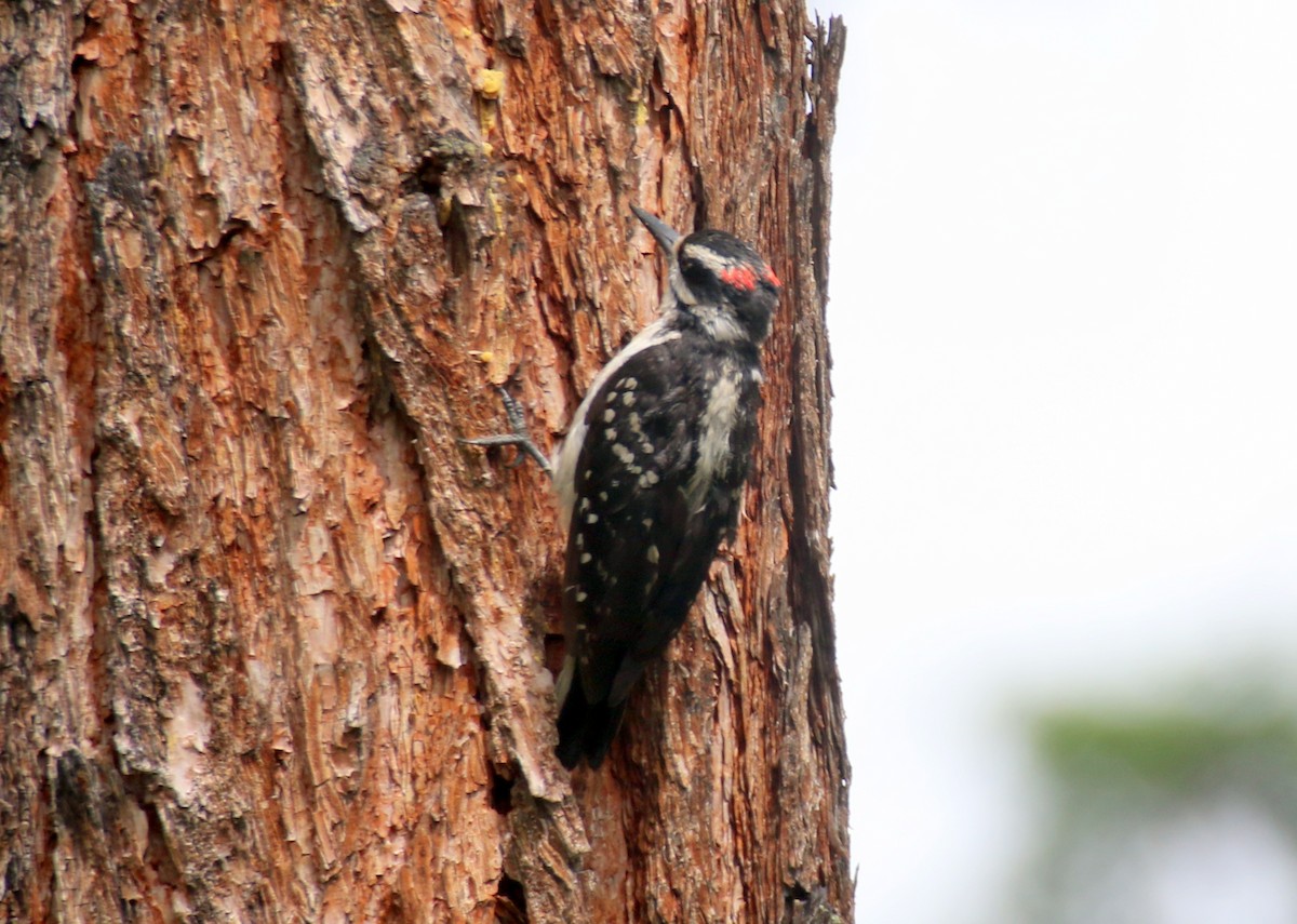 Hairy Woodpecker (Rocky Mts.) - ML620940676