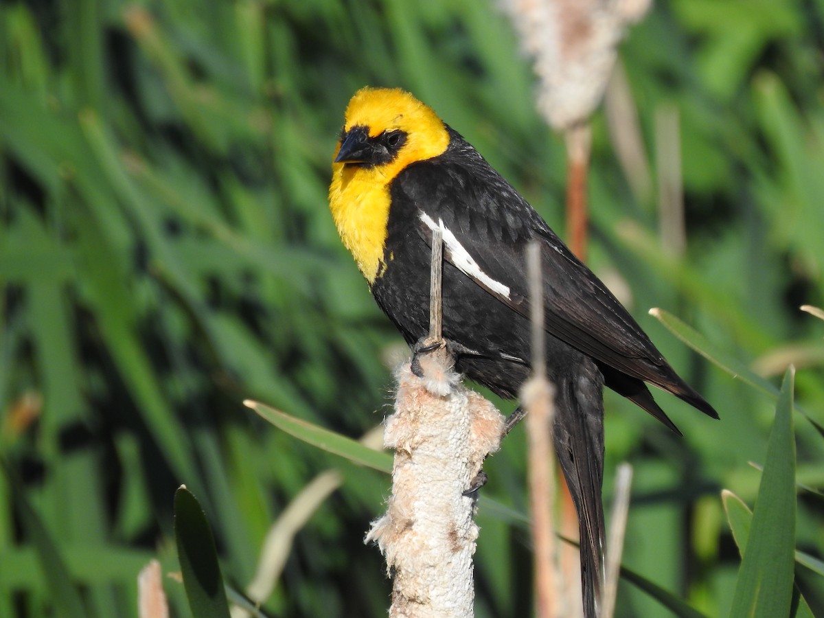 Yellow-headed Blackbird - ML620940682