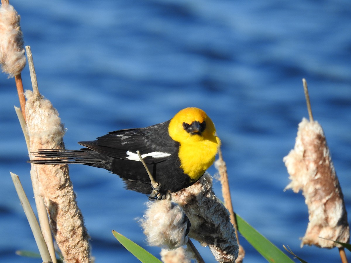 Yellow-headed Blackbird - ML620940684