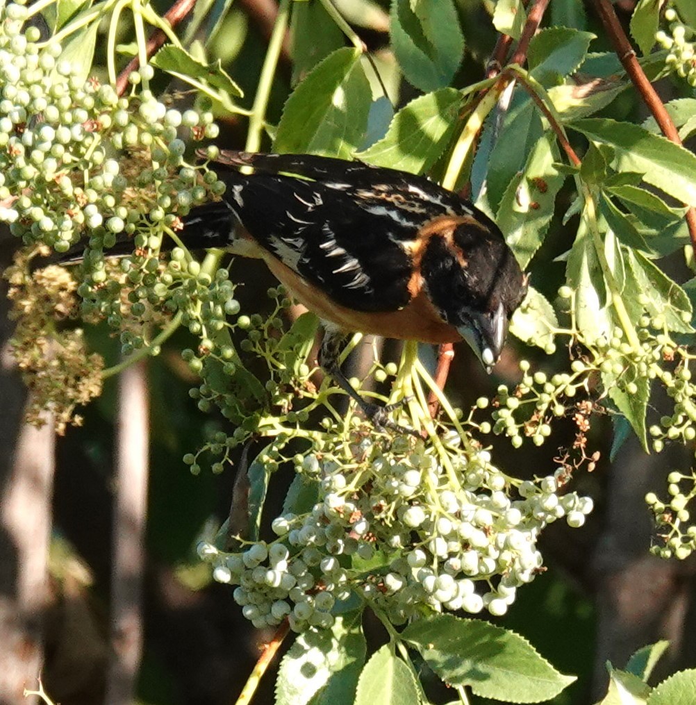 Black-headed Grosbeak - ML620940706