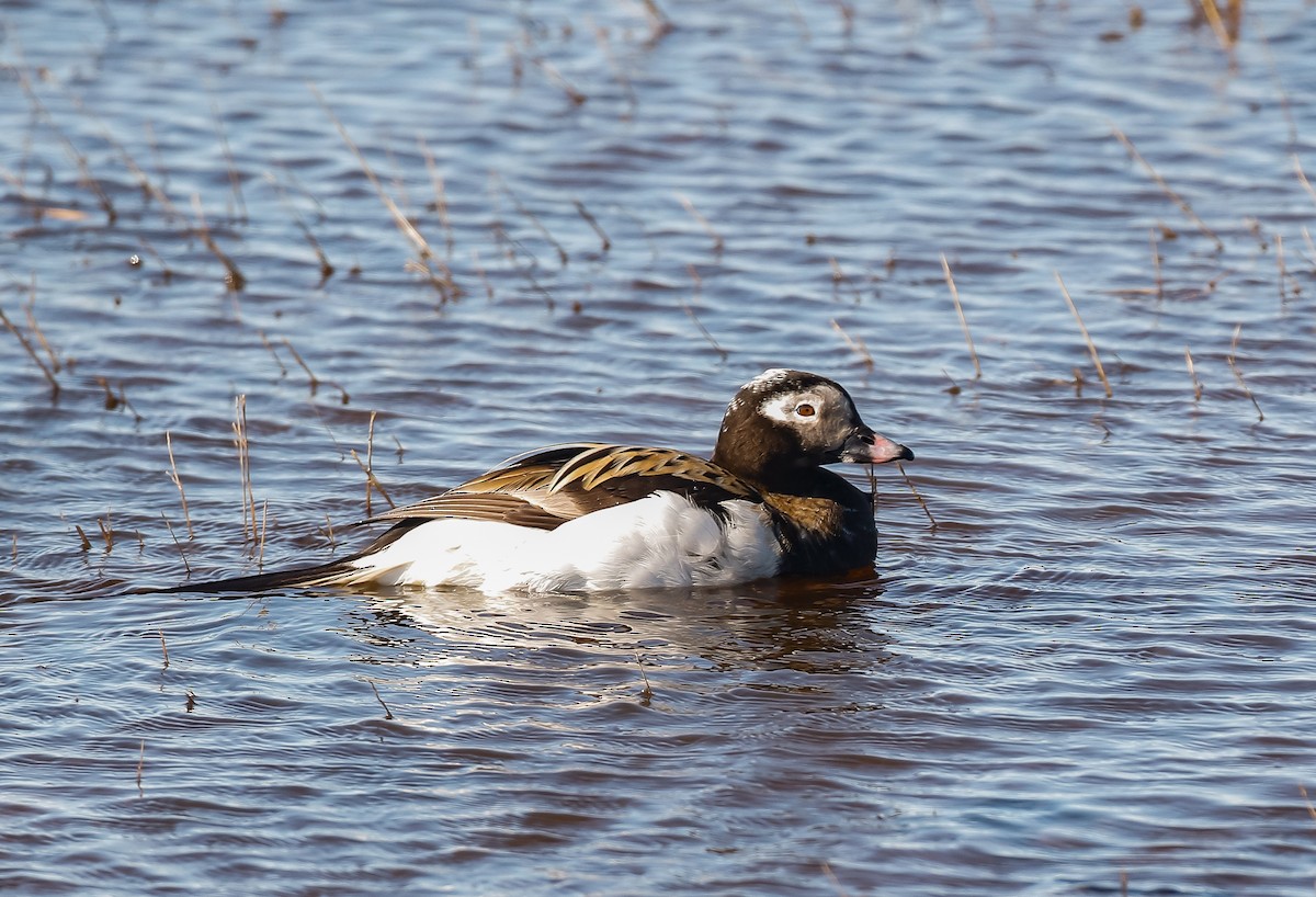 Long-tailed Duck - ML620940738