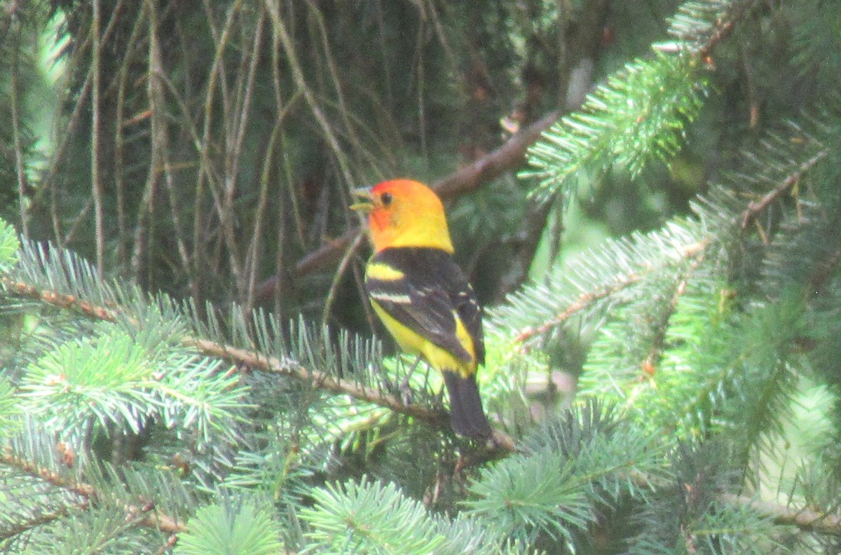 Western Tanager - ML620940742