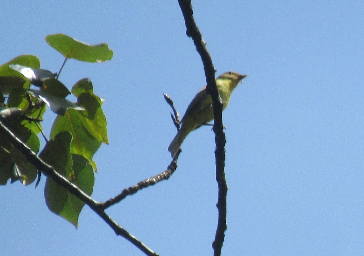 Western Tanager - ML620940743