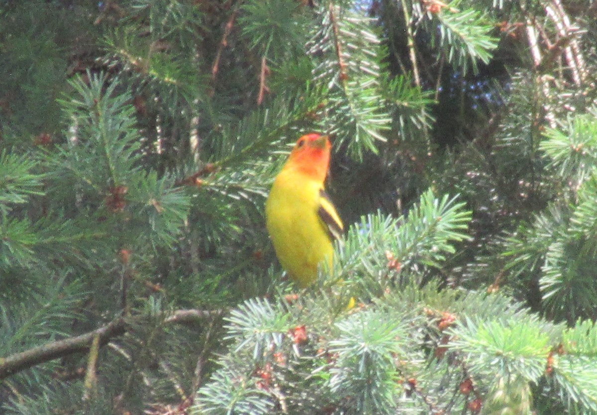 Western Tanager - ML620940745