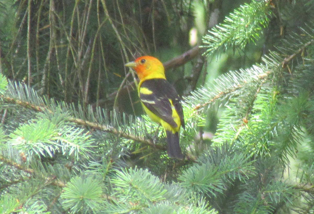 Western Tanager - ML620940747
