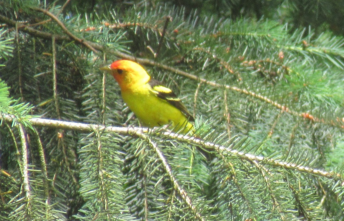 Western Tanager - ML620940748