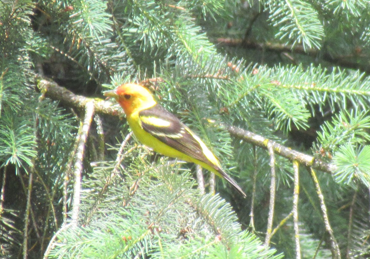 Western Tanager - ML620940749