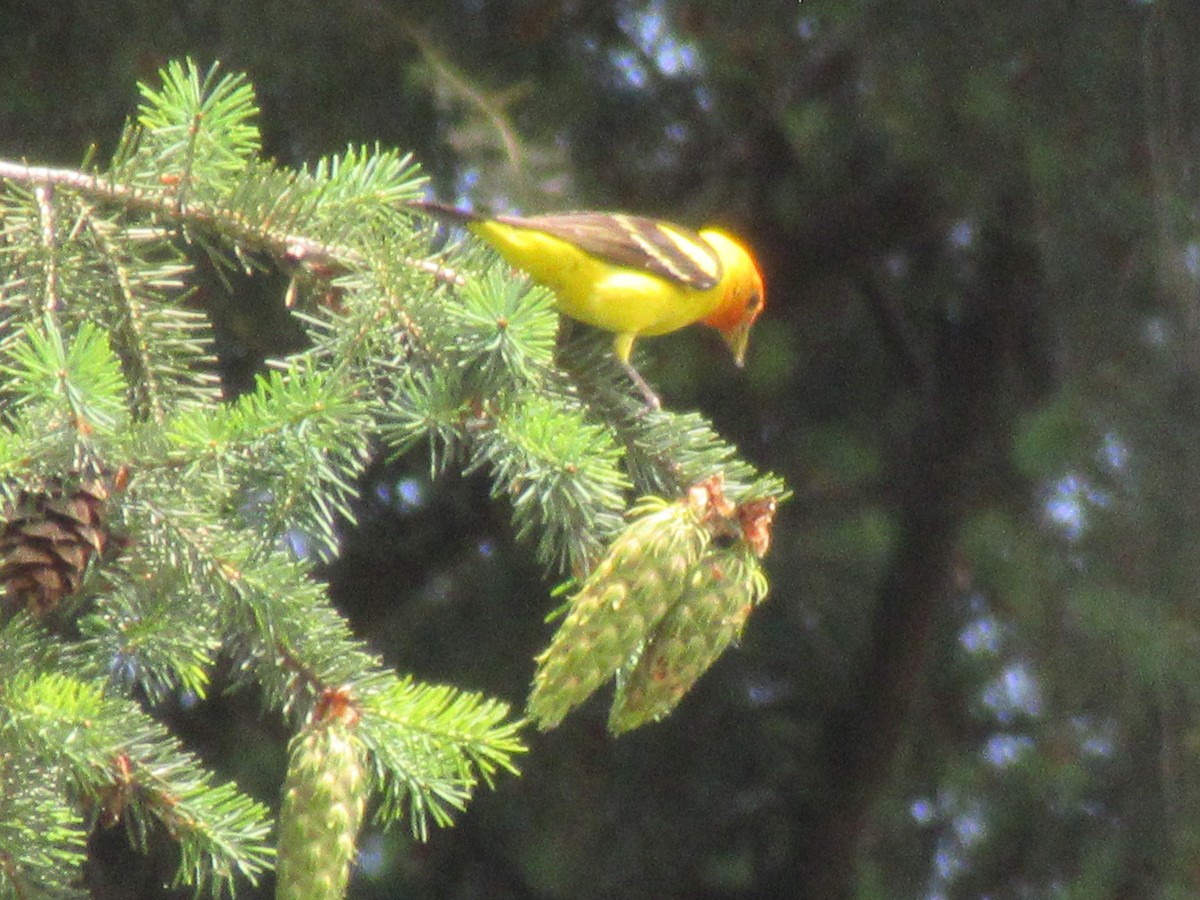 Western Tanager - ML620940750