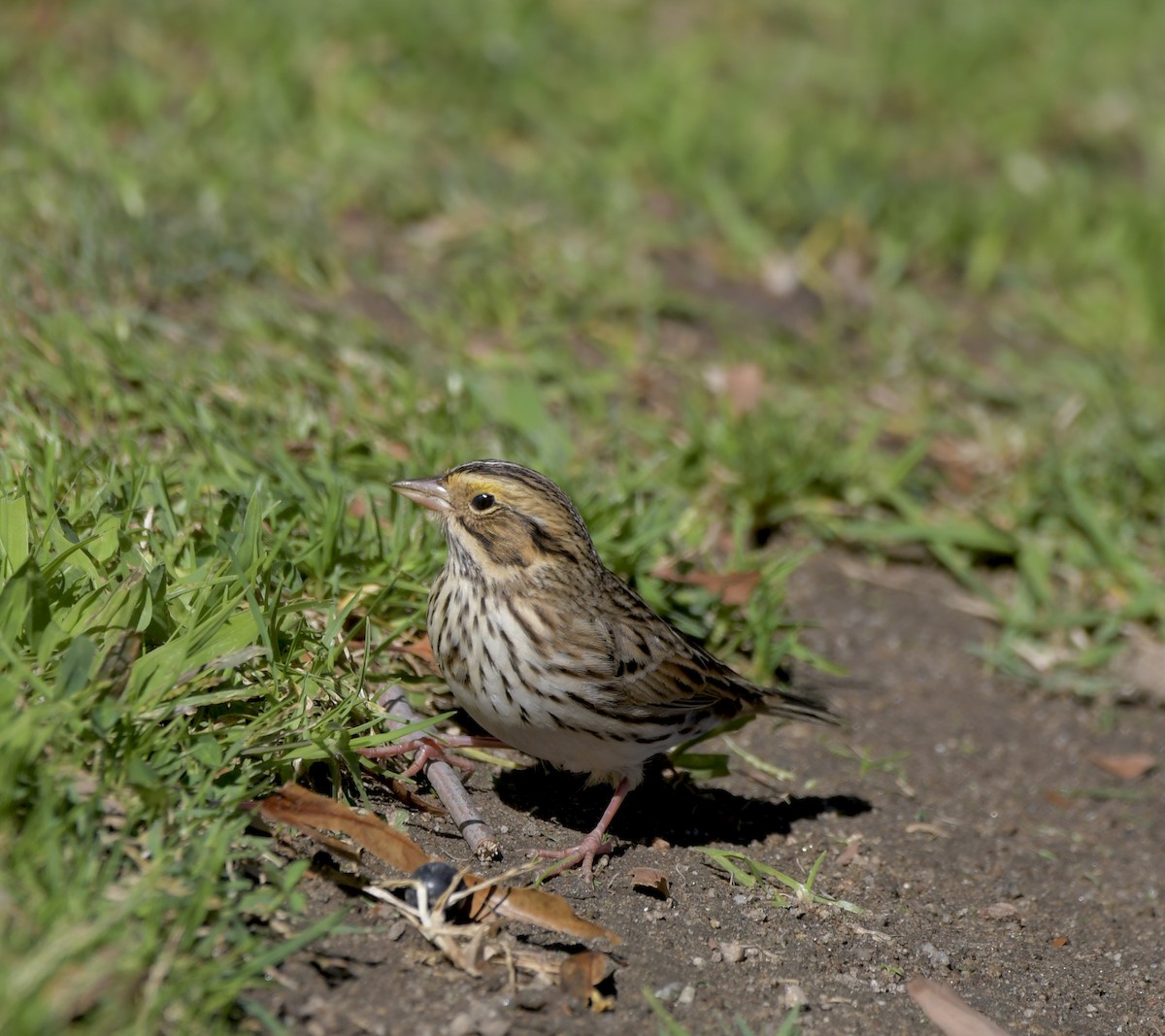 Savannah Sparrow - Bob Fields