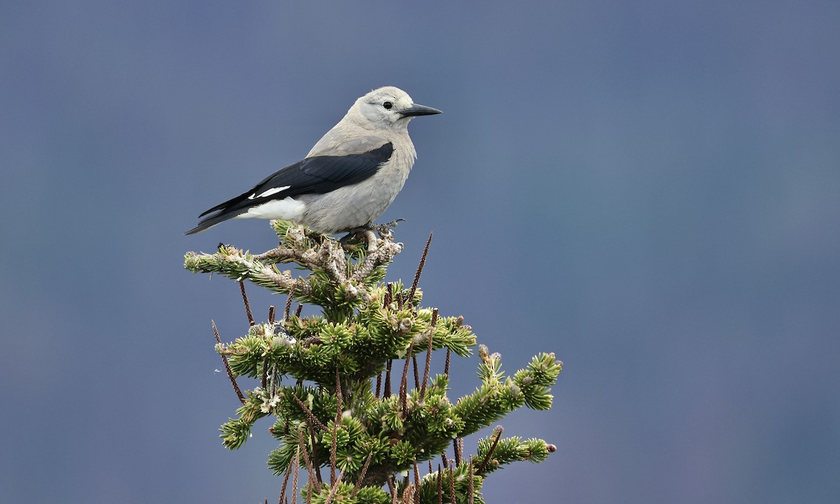 Clark's Nutcracker - ML620940754