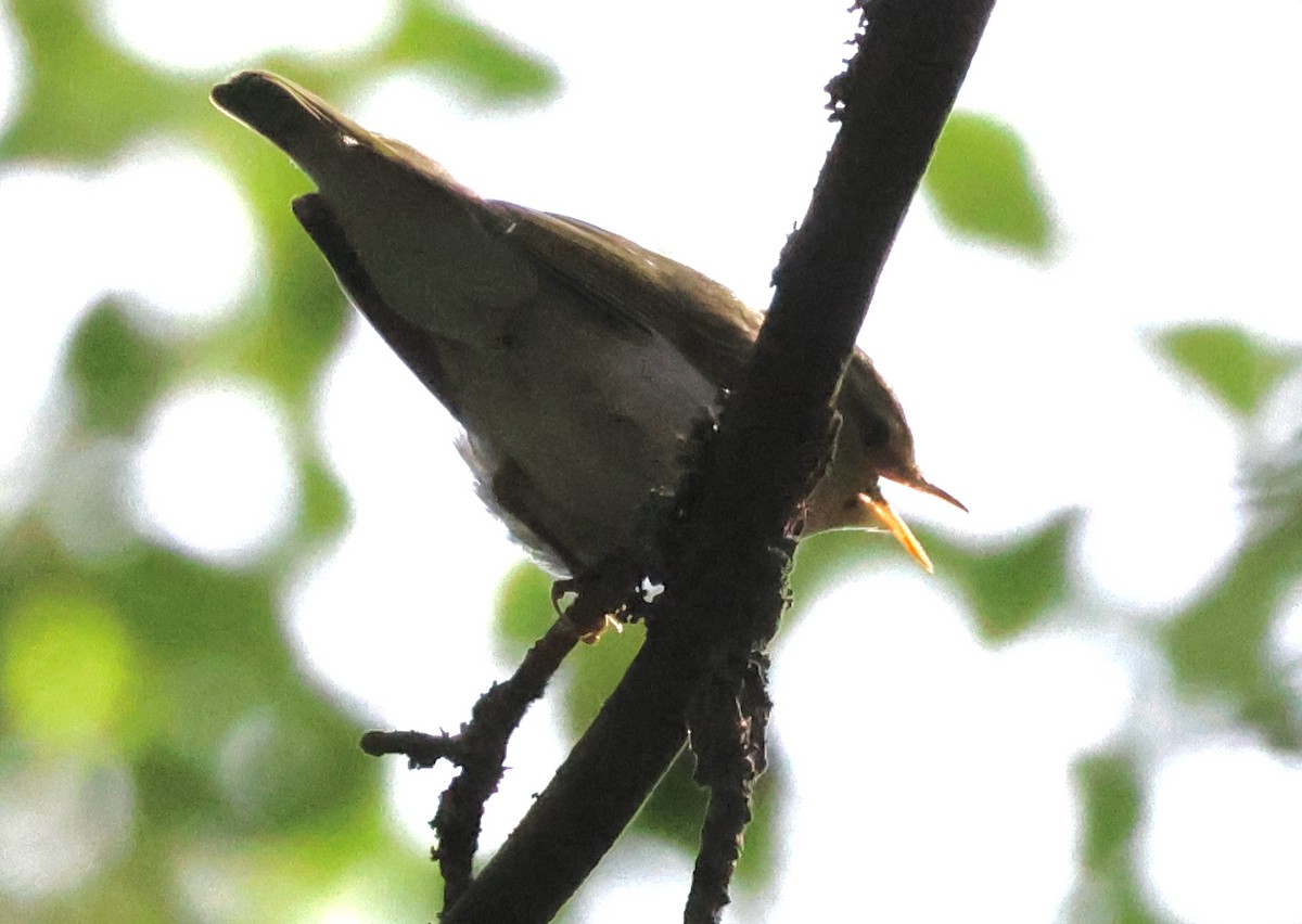 Wood Warbler - ML620940766