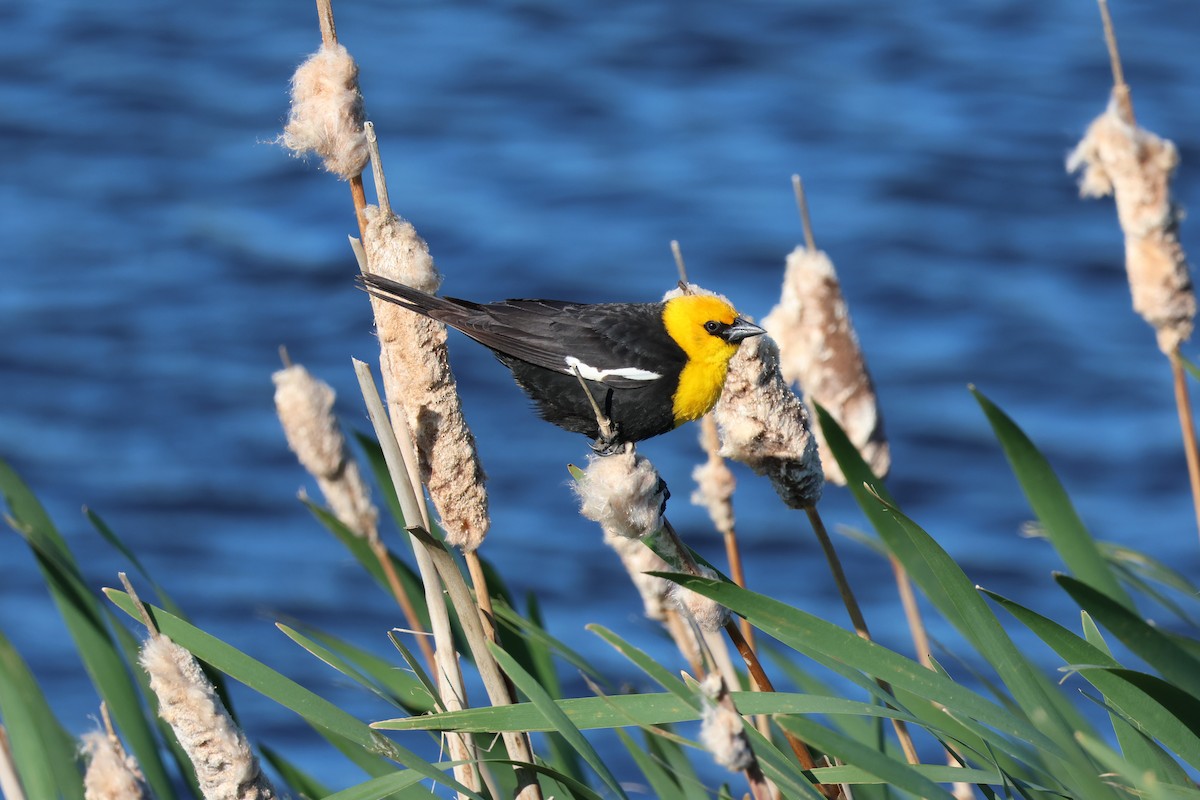 Yellow-headed Blackbird - ML620940793