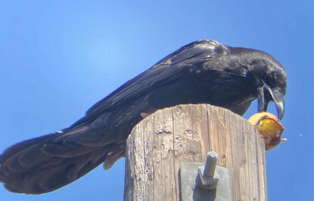 Common Raven - ML620940801