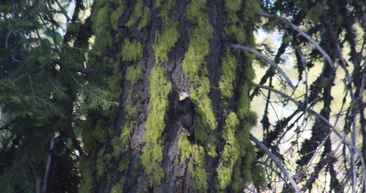White-headed Woodpecker - Archer Silverman