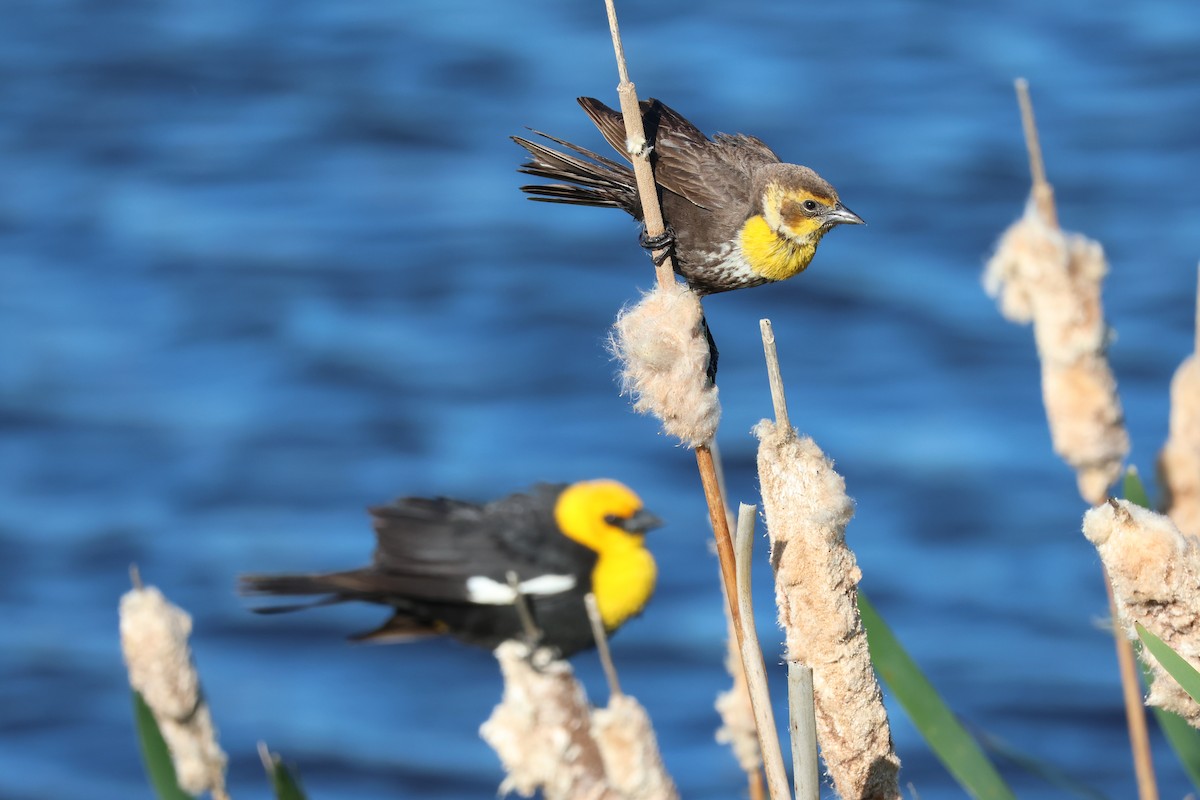 Yellow-headed Blackbird - ML620940811