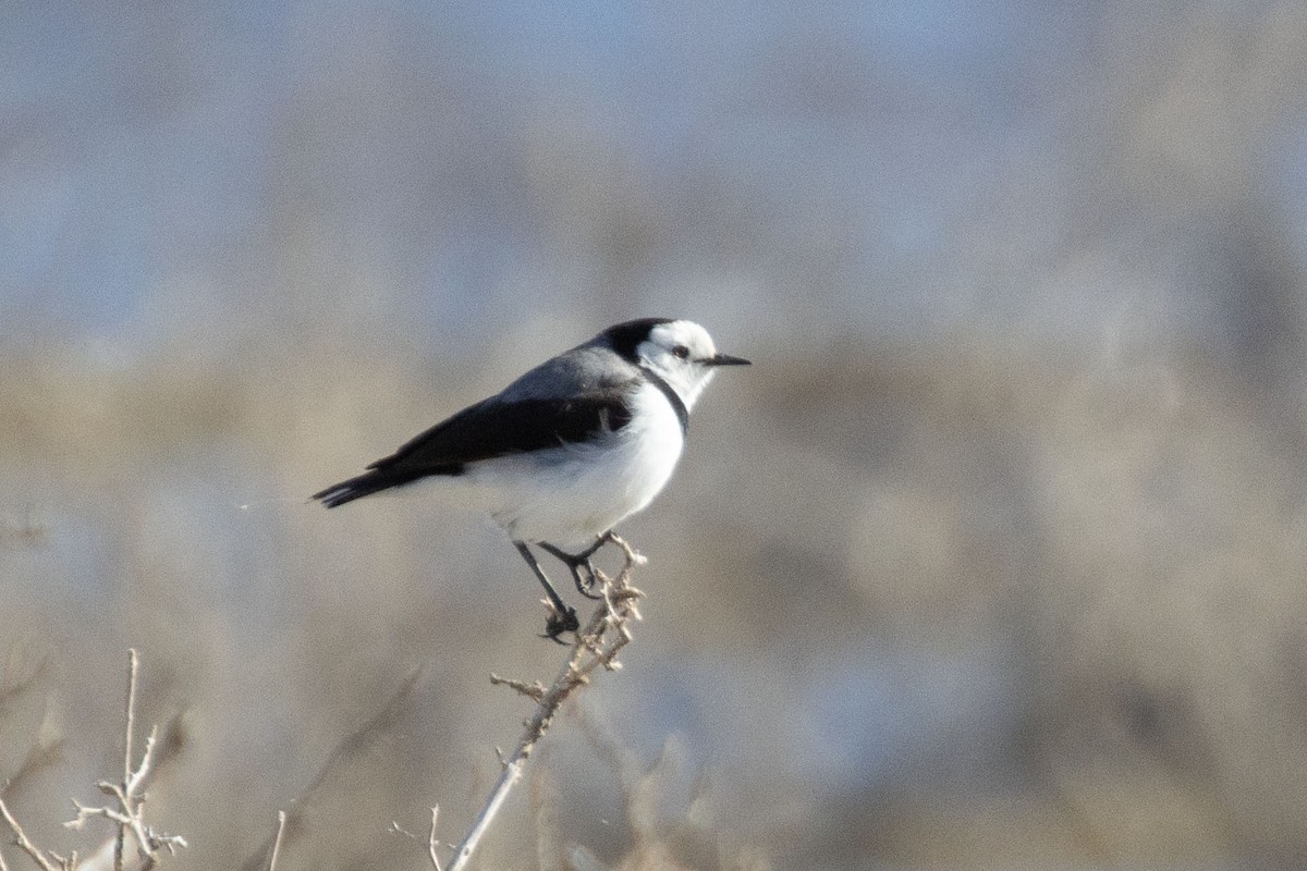 White-fronted Chat - ML620940814