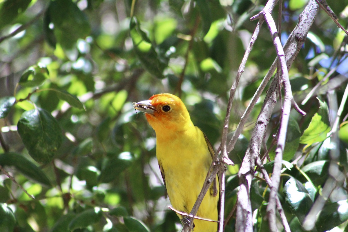 Western Tanager - ML620940854