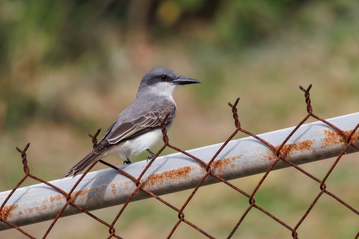 Gray Kingbird - ML620940855