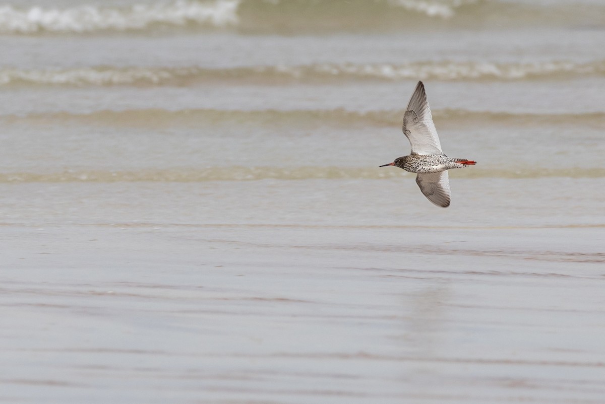 Common Redshank - ML620940857