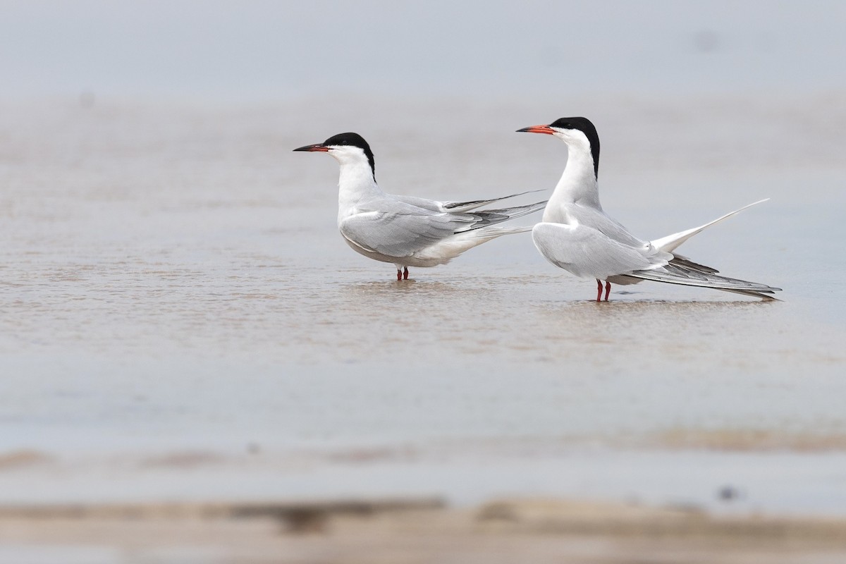 Common Tern - ML620940858