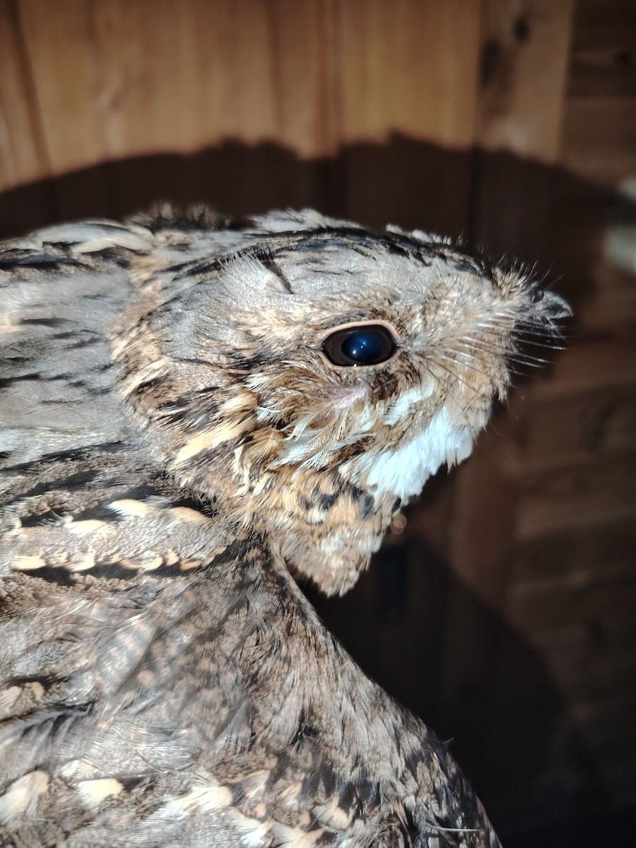 Red-necked Nightjar - ML620940862