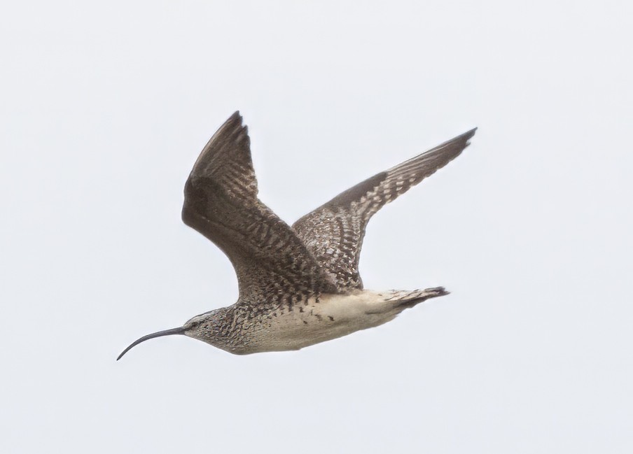 Bristle-thighed Curlew - ML620940869