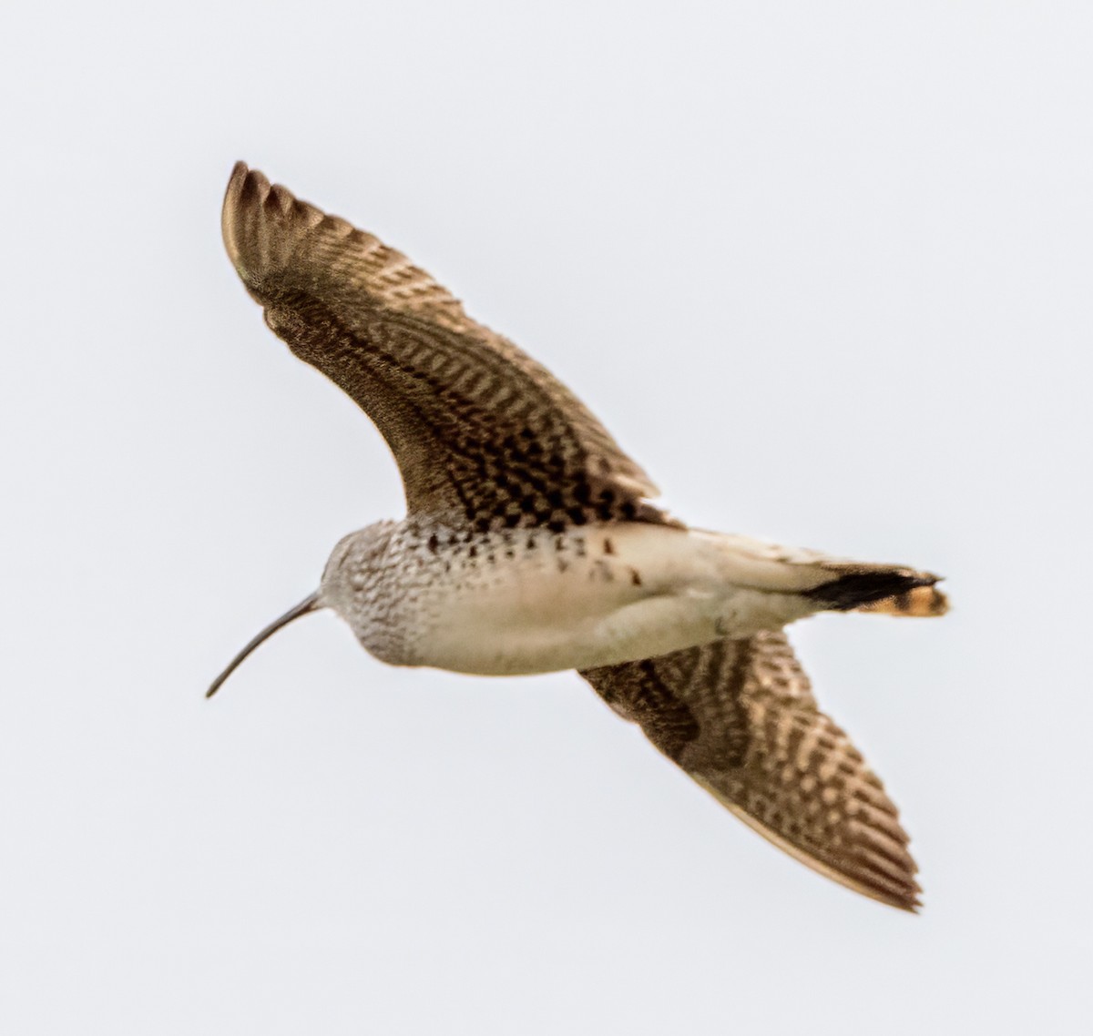 Bristle-thighed Curlew - ML620940871