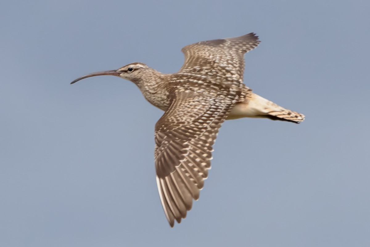 Bristle-thighed Curlew - ML620940872