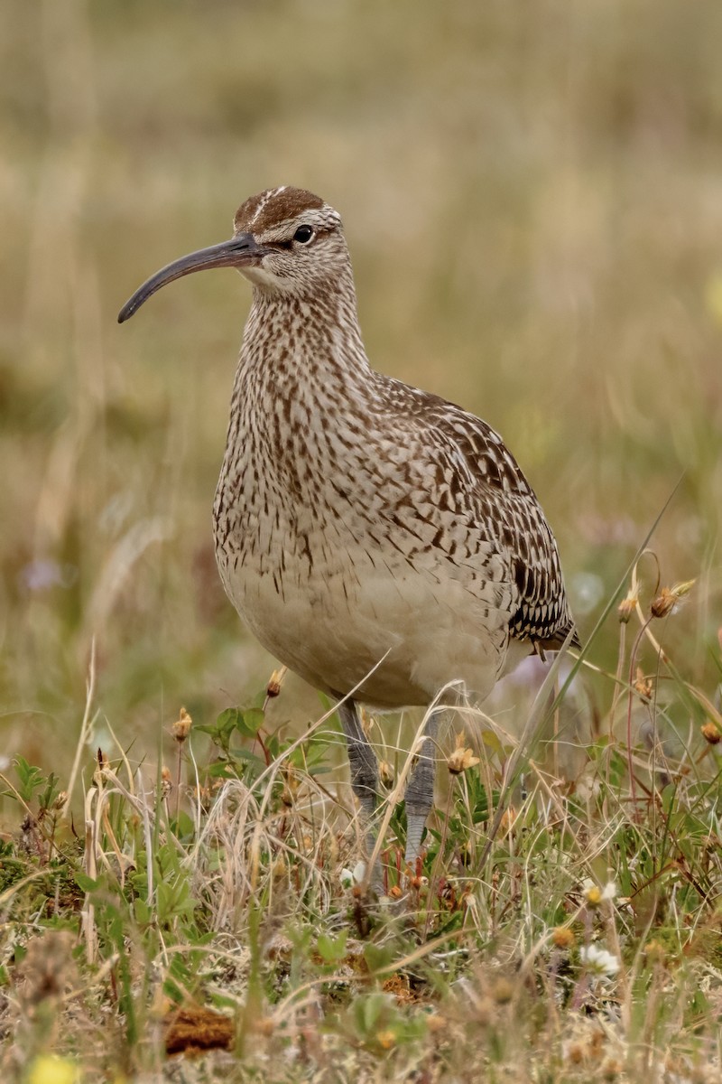 Bristle-thighed Curlew - ML620940873
