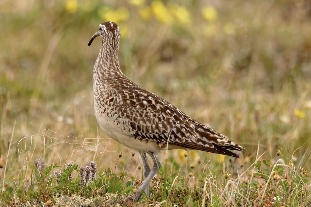 Bristle-thighed Curlew - ML620940875