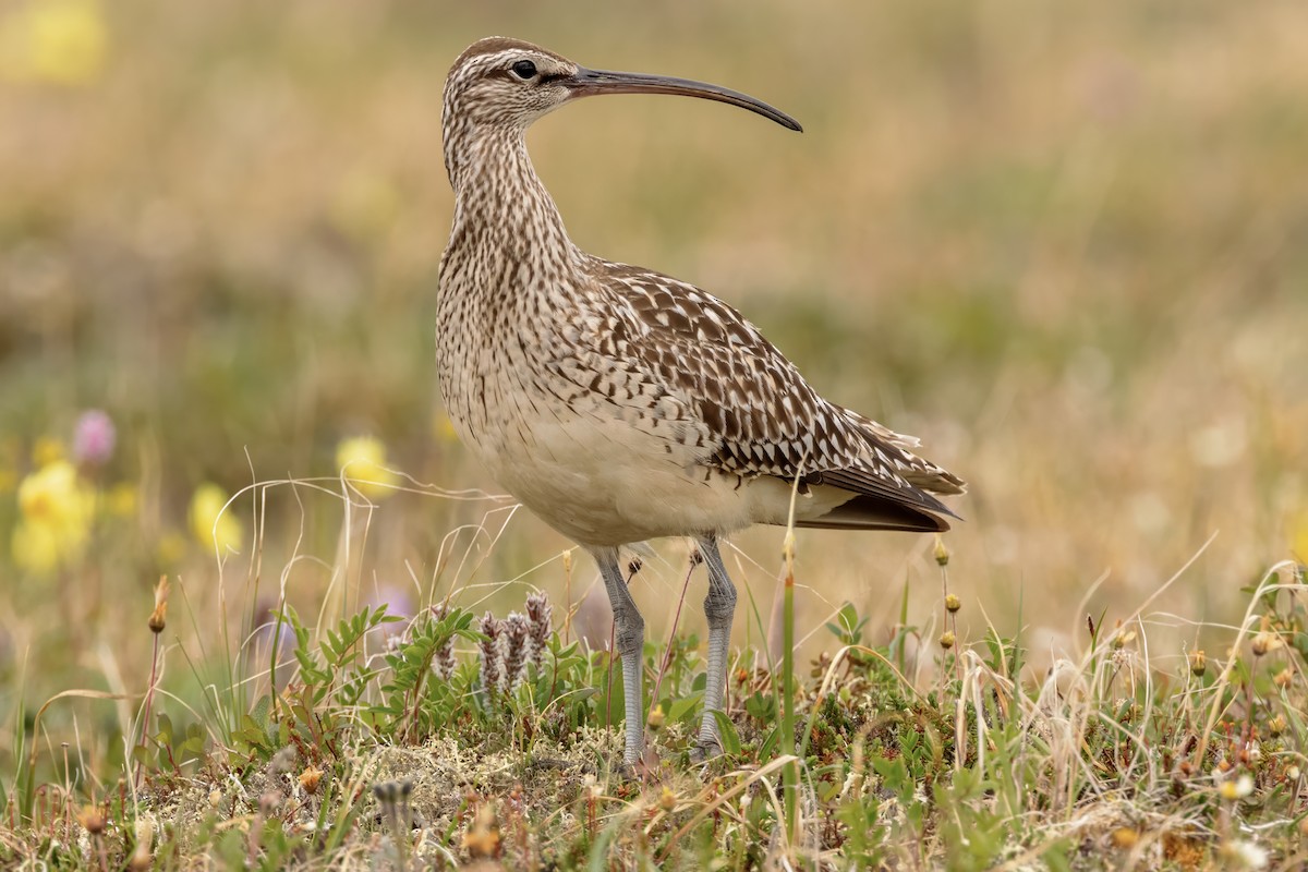 Bristle-thighed Curlew - ML620940876