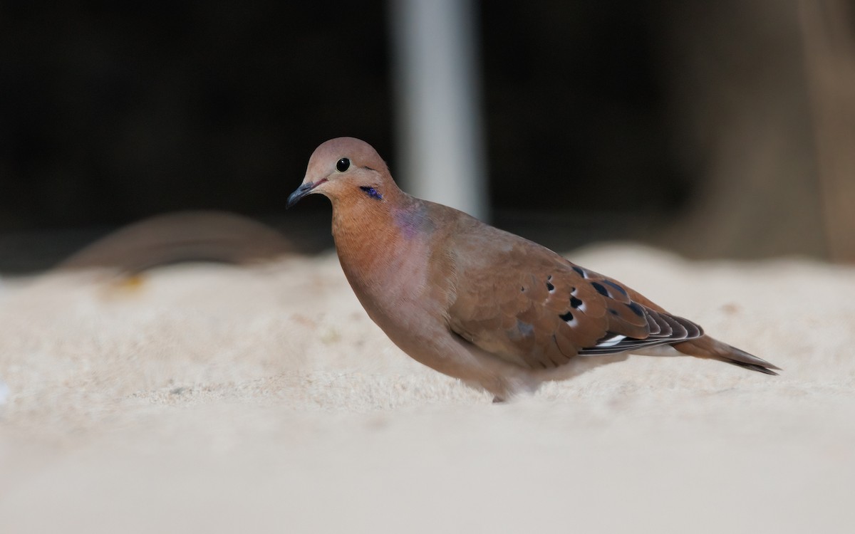 Zenaida Dove - ML620940886