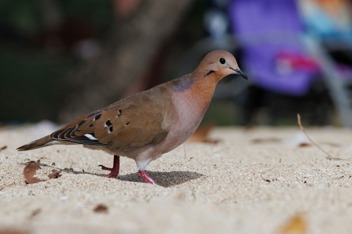 Zenaida Dove - ML620940888