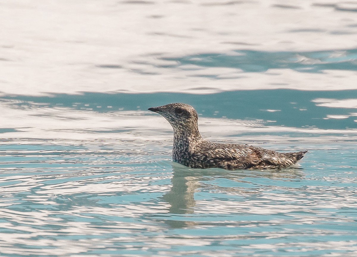 Kittlitz's Murrelet - ML620940903