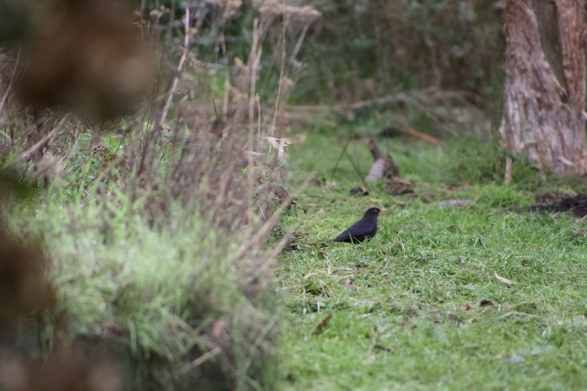 Eurasian Blackbird - Cohen Bush
