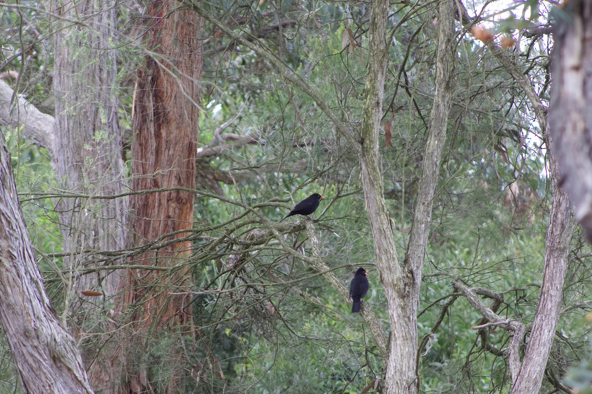 Eurasian Blackbird - ML620940911