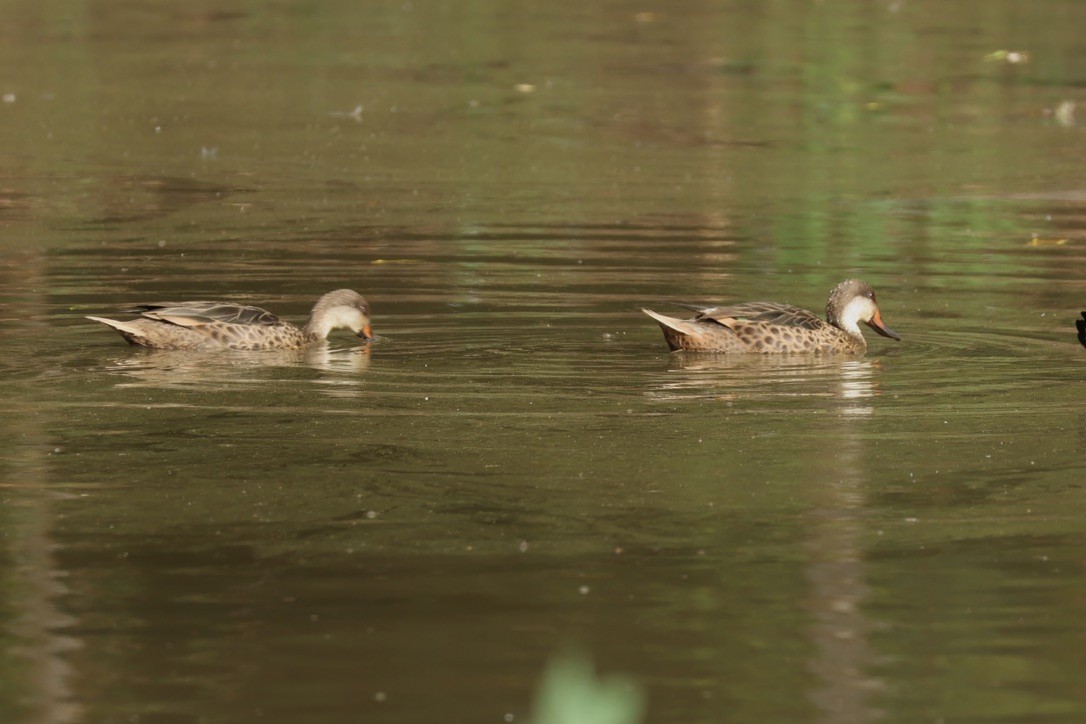 White-cheeked Pintail - ML620940962