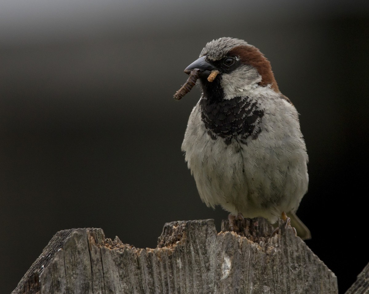 House Sparrow - Brent Angelo