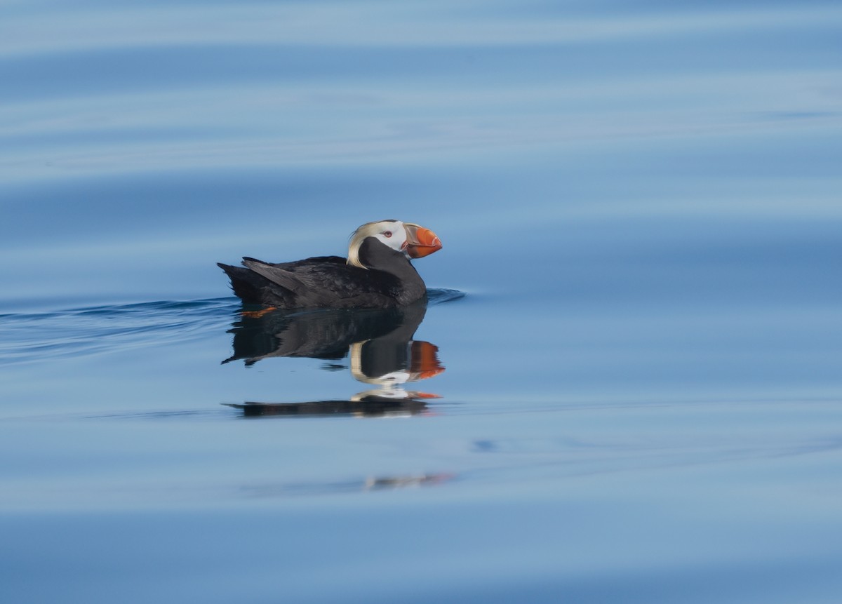 Tufted Puffin - ML620940975