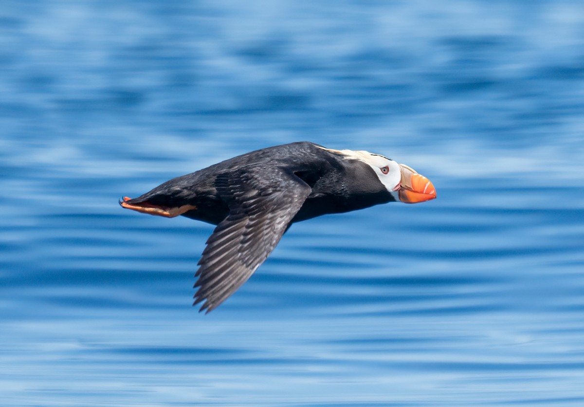 Tufted Puffin - ML620940976