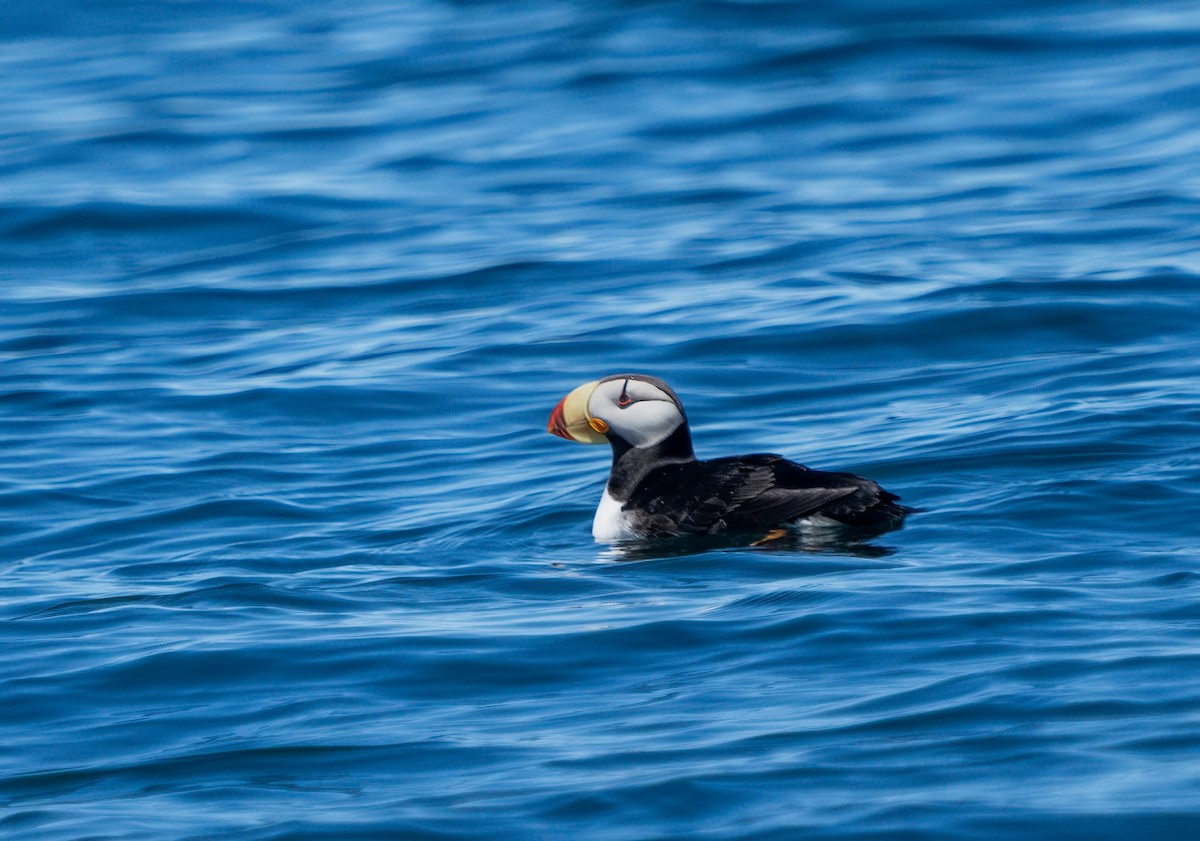 Horned Puffin - ML620940981