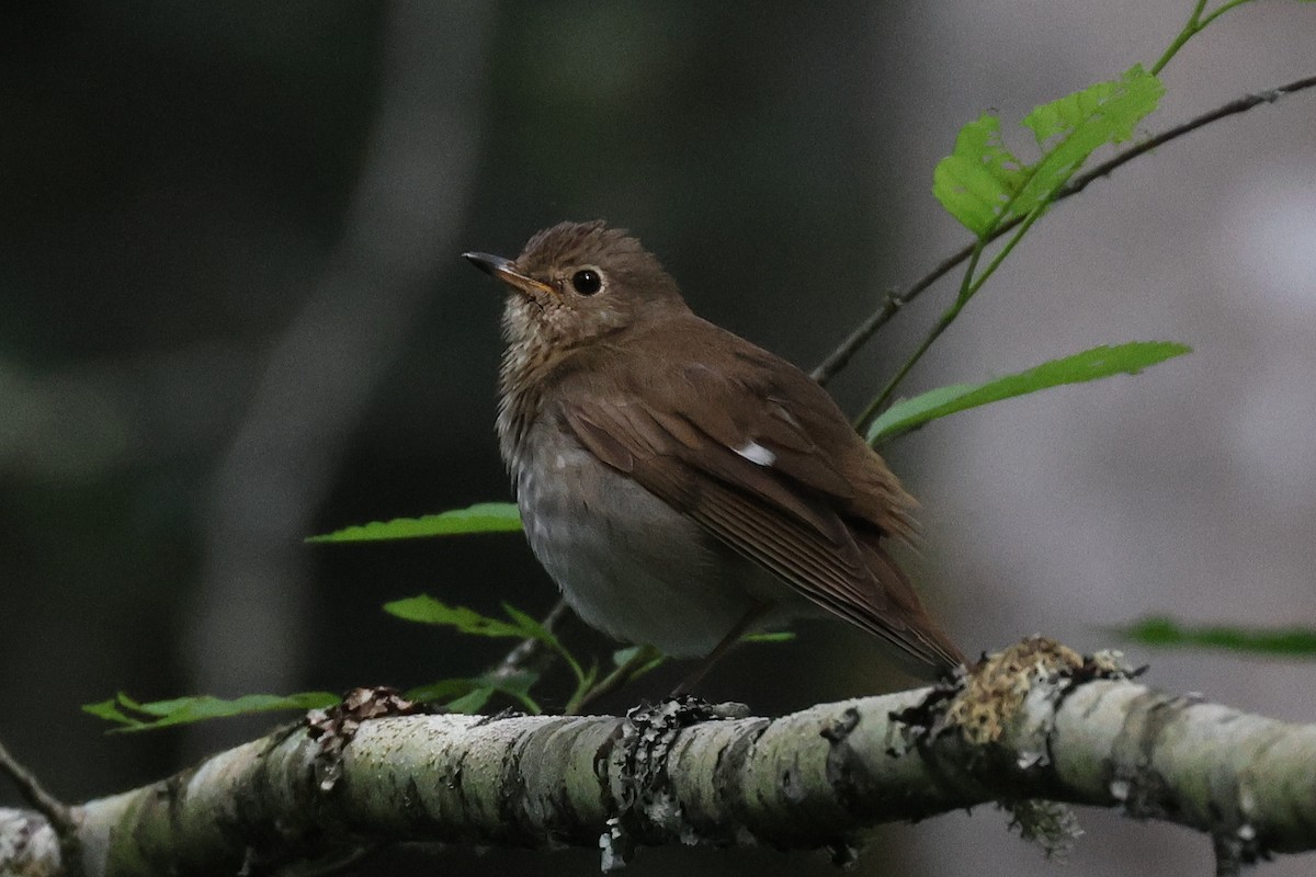 Swainson's Thrush - ML620941007